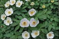Japanese Woodland Peony Seeds – Paeonia japonica – Rare Shade Garden Perennial for Part Shade & Woodland Settings