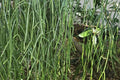 Rhipsalis cassutha Epiphytic Jungle Cactus Cuttings - Trailing Succulent for Hanging Baskets