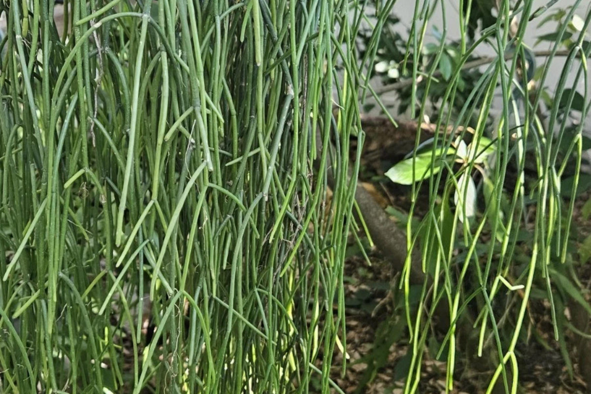Rhipsalis cassutha Epiphytic Jungle Cactus Cuttings - Trailing Succulent for Hanging Baskets