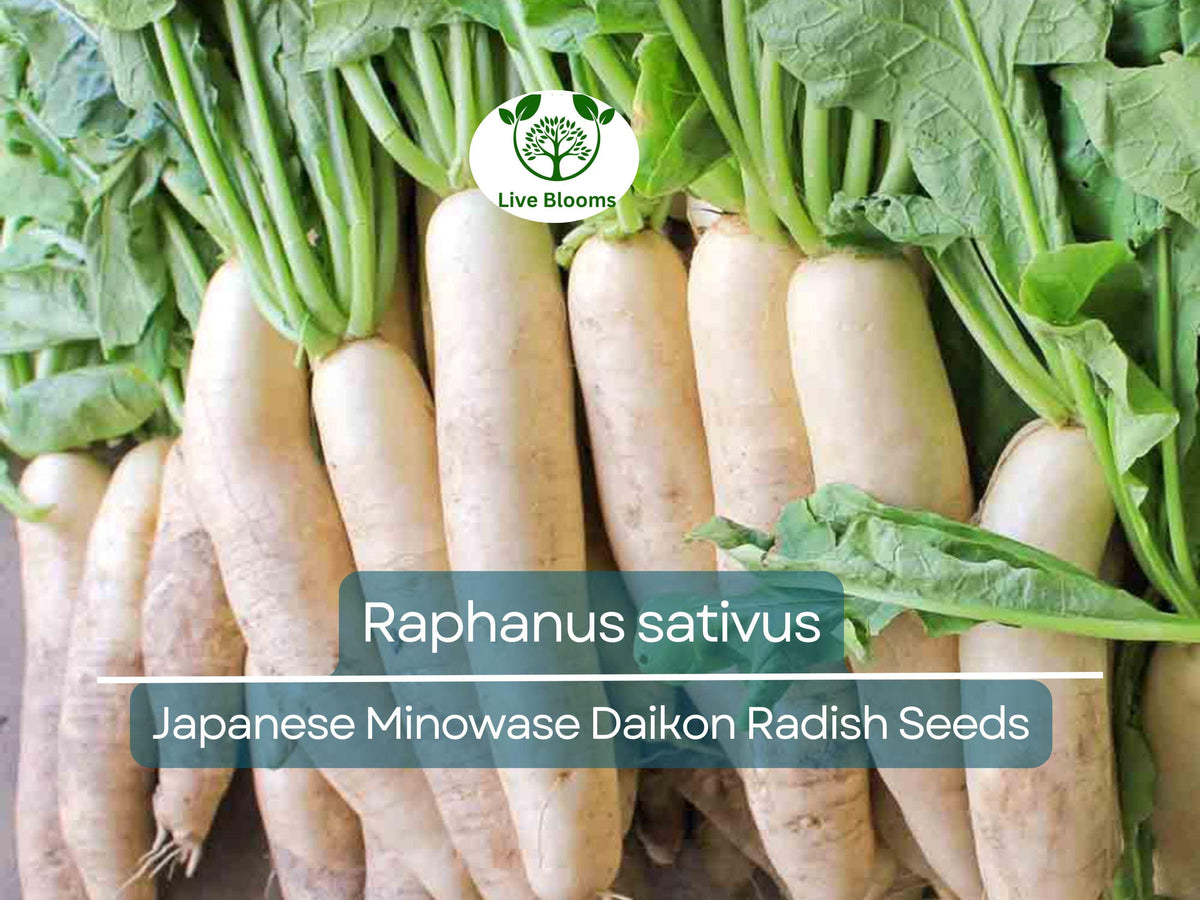 Japanese Minowase Daikon Radish Seeds – Heirloom Raphanus sativus for Crisp White Roots, Fall & Winter Gardening, Salad & Pickling