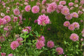 Red Clover Seeds | Trifolium pratense | Pollinator-Friendly Cover Crop | Nitrogen Fixing Perennial | 100 Seeds