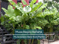 Musa Basjoo Banana Plant – Live Starter Plug – Cold Hardy Tropical Herbaceous Perennial for Garden or Patio