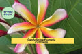 Candy Stripe Plumeria Cutting – 10" Unrooted Single Head Tropical Flowering Plant – Fragrant Pink & White Blooms – Plumeria rubra