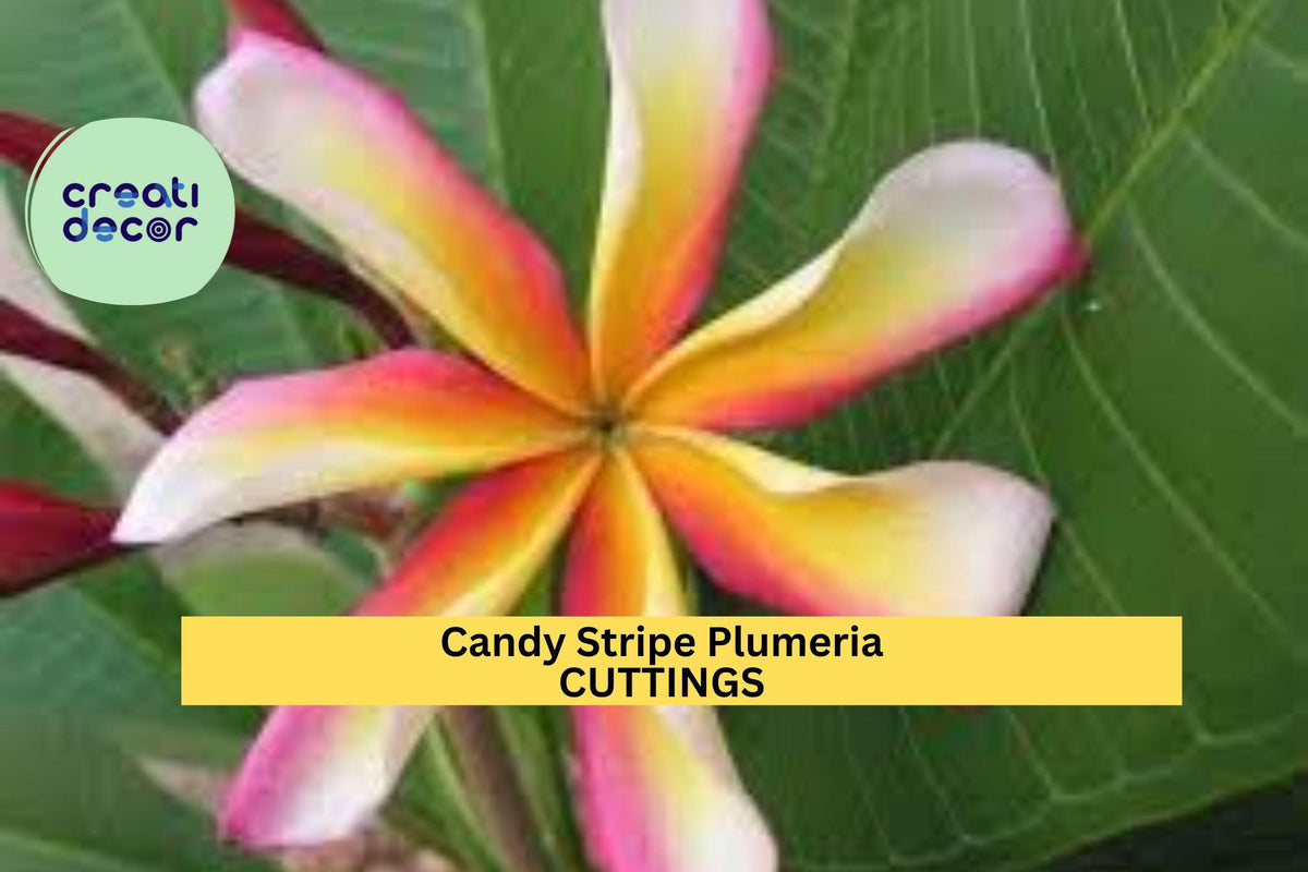 Candy Stripe Plumeria Cutting – 10" Unrooted Single Head Tropical Flowering Plant – Fragrant Pink & White Blooms – Plumeria rubra