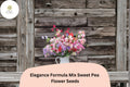 Sweet Pea Seeds, Elegance Formula Mix, Climbing Vine, Lathyrus odoratus, Colorful Flower Seeds, Garden Flower Seeds