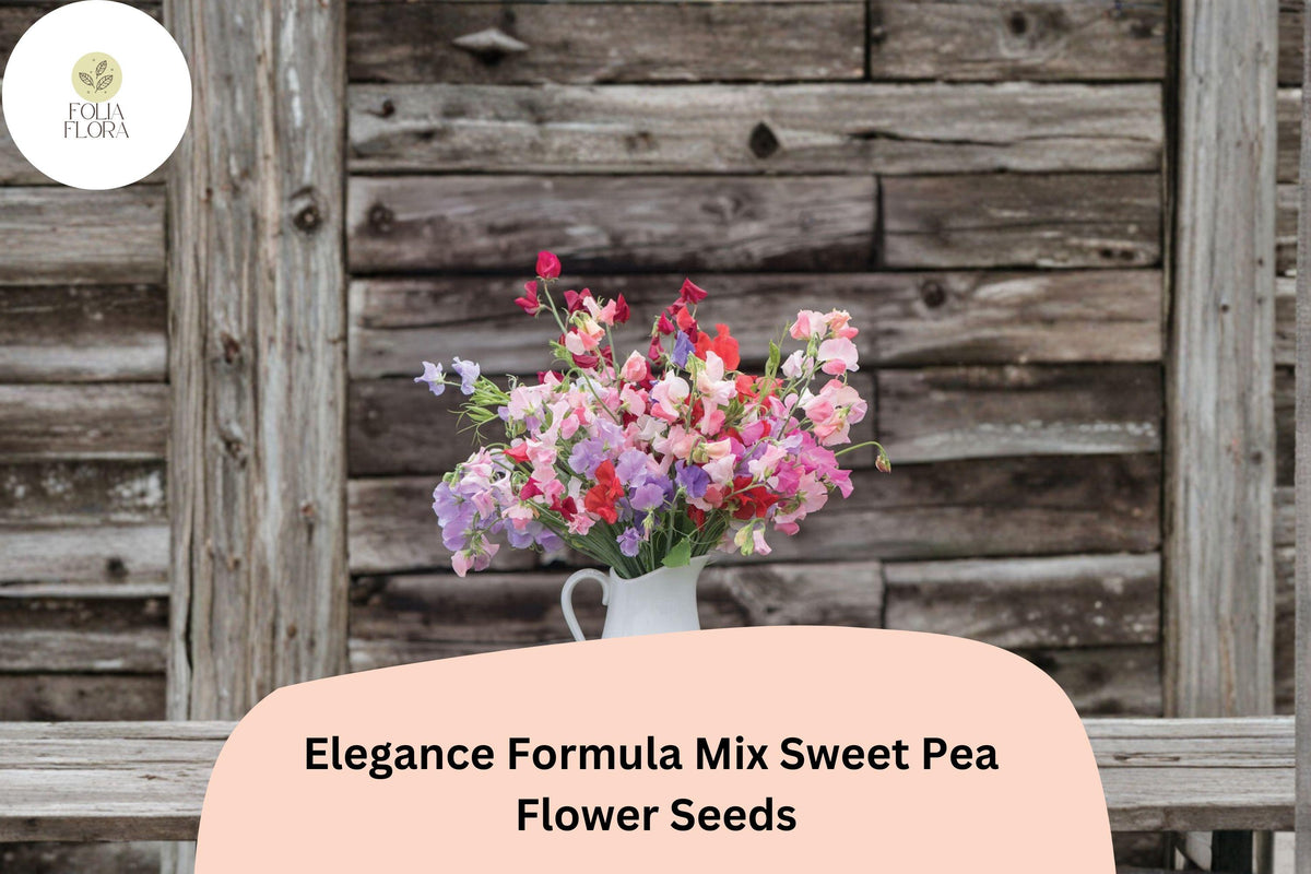 Sweet Pea Seeds, Elegance Formula Mix, Climbing Vine, Lathyrus odoratus, Colorful Flower Seeds, Garden Flower Seeds
