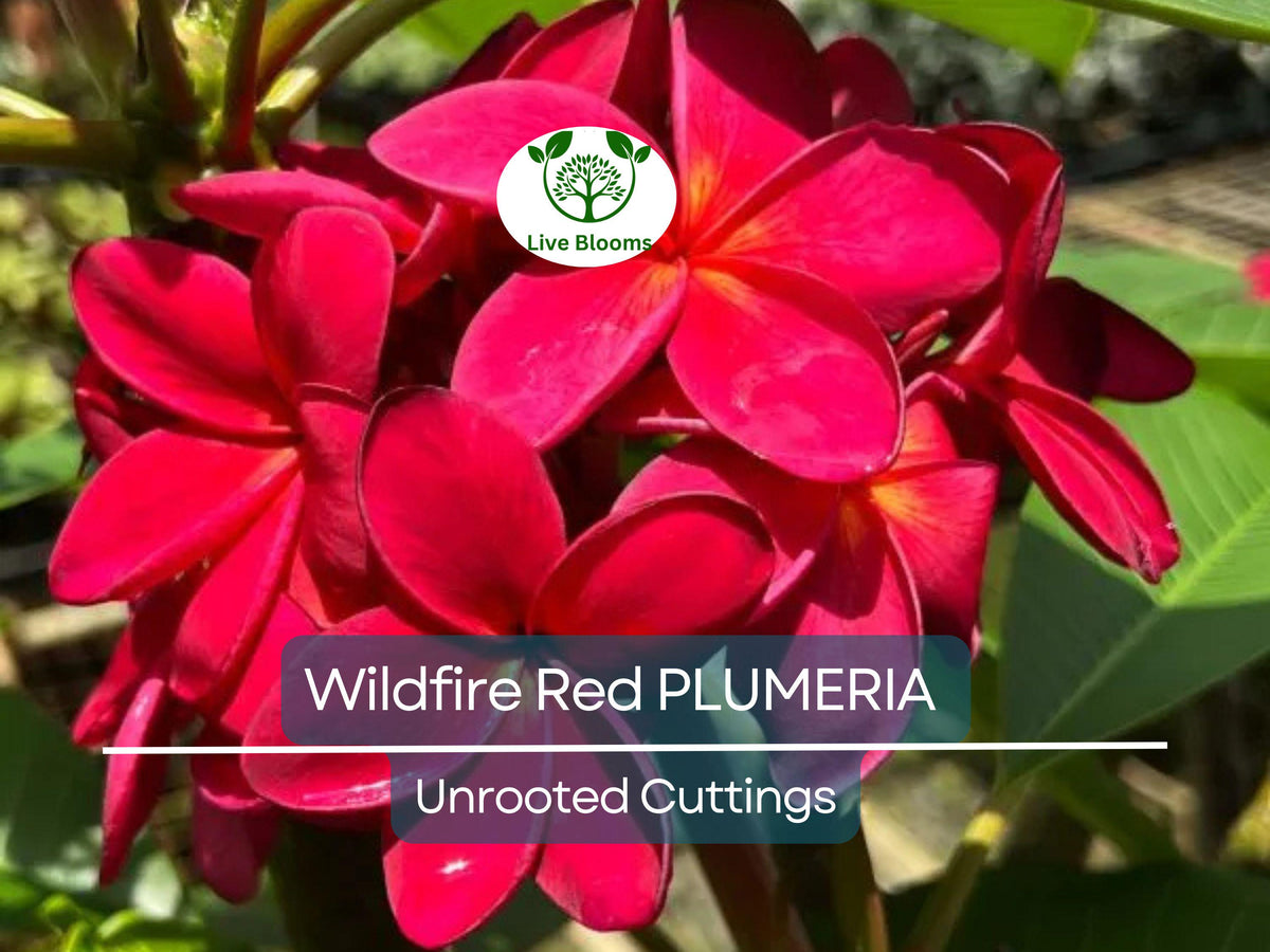 Plumeria Wildfire Red Cuttings – Rare Unrooted Tropical Frangipani, 9-12 Inches, Fragrant Red-Orange Flowers, Live Plant Propagation