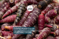 1000 Cosmic Purple Carrot Seeds – Non-GMO, Open Pollinated, Microgreens, Daucus carota, Vibrant Purple Roots, Garden & Microgreen Seeds