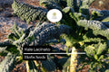 200 Seeds Lacinato Kale Dinosaur Kale Brassica oleracea Non-GMO Heirloom Nutrient-Rich