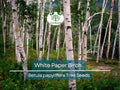 50 White Paper Birch Tree Seeds Betula papyrifera Fast-Growing Native Landscaping Garden Tree