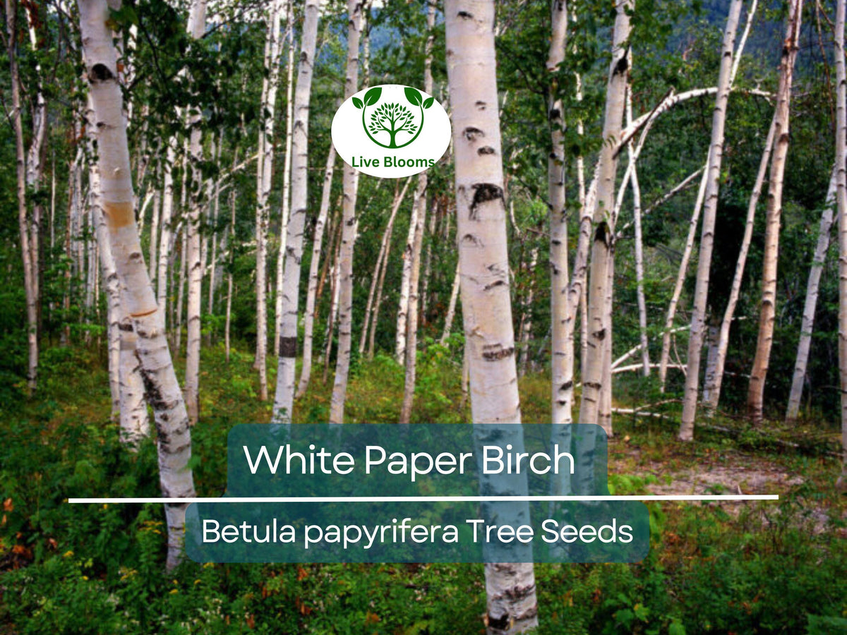 50 White Paper Birch Tree Seeds Betula papyrifera Fast-Growing Native Landscaping Garden Tree