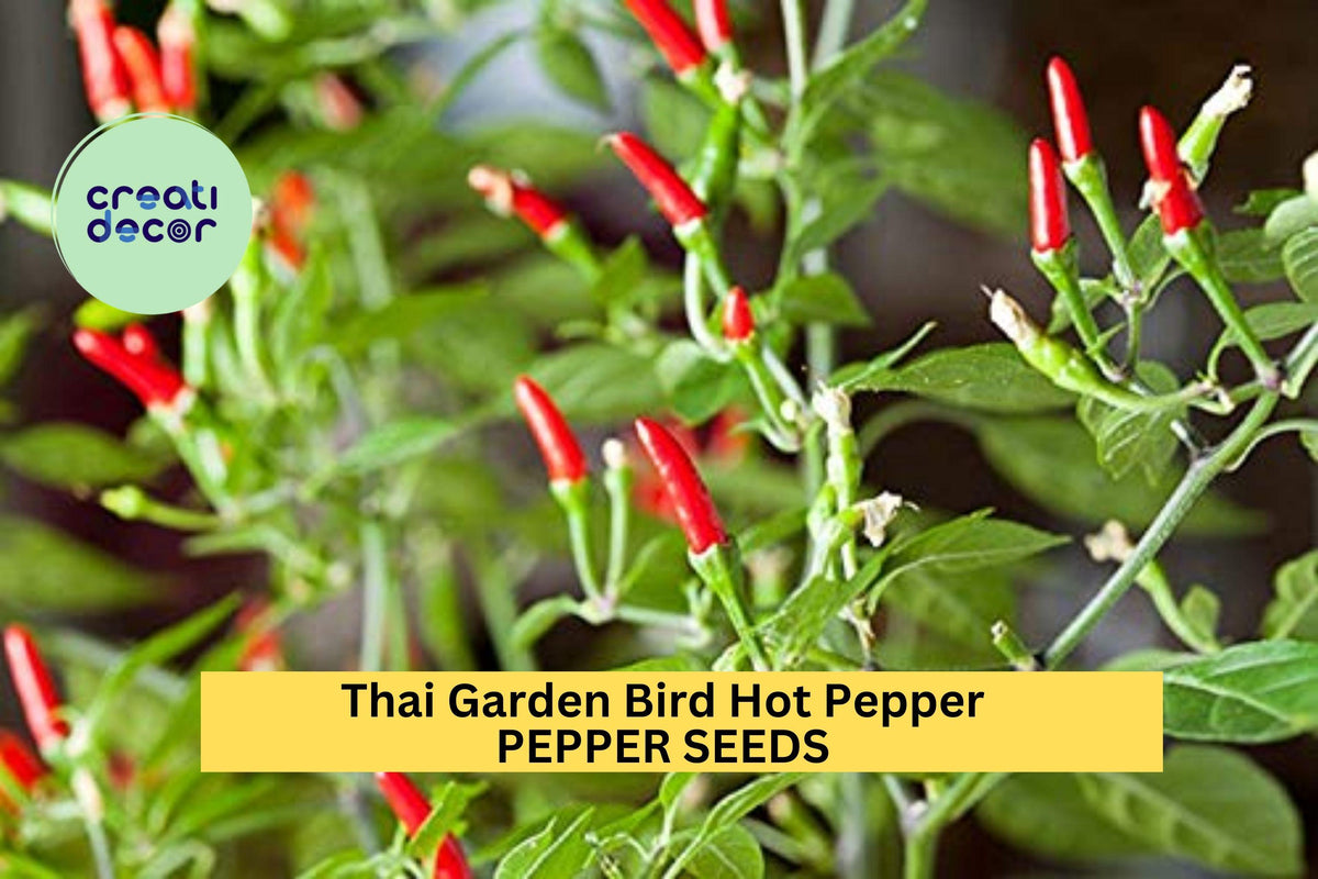 Thai Bird Chili Seeds – 3 Pack, Spicy Capsicum annuum Prik Phao Peppers for Hot Sauces & Container Gardening