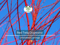 Red Twig Dogwood Unrooted Cuttings – Fast Growing Native Shrub for Landscaping & Erosion Control – Cornus sericea, Vibrant Red Stems