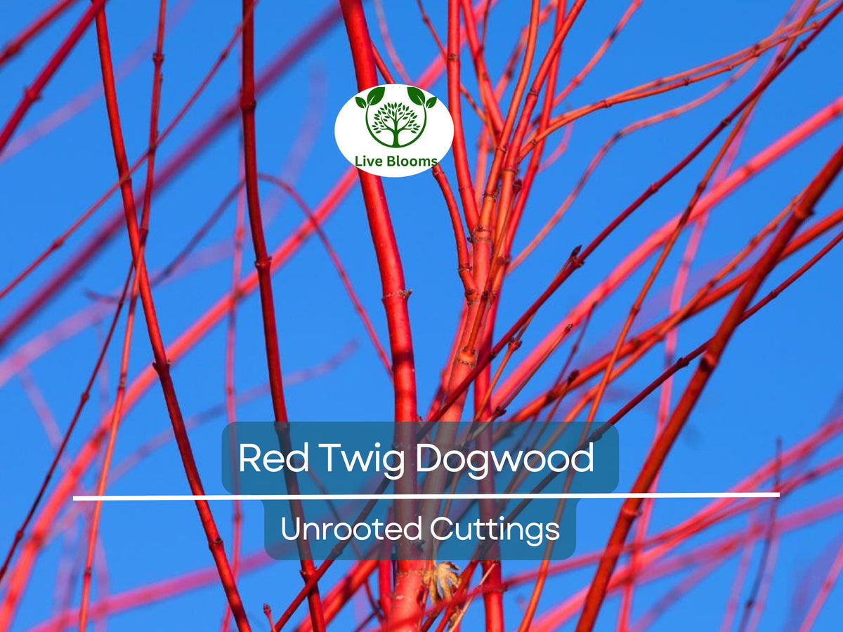 Red Twig Dogwood Unrooted Cuttings – Fast Growing Native Shrub for Landscaping & Erosion Control – Cornus sericea, Vibrant Red Stems