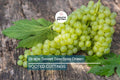 Grape Vine Rooted Cutting 18” Green Seedless Vitis vinifera for Backyard Garden, Home Vineyard