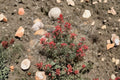 Castilleja Angustifolia Indian Paintbrush Seeds – 300 Native Prairie Wildflower Seeds for Pollinator Gardens