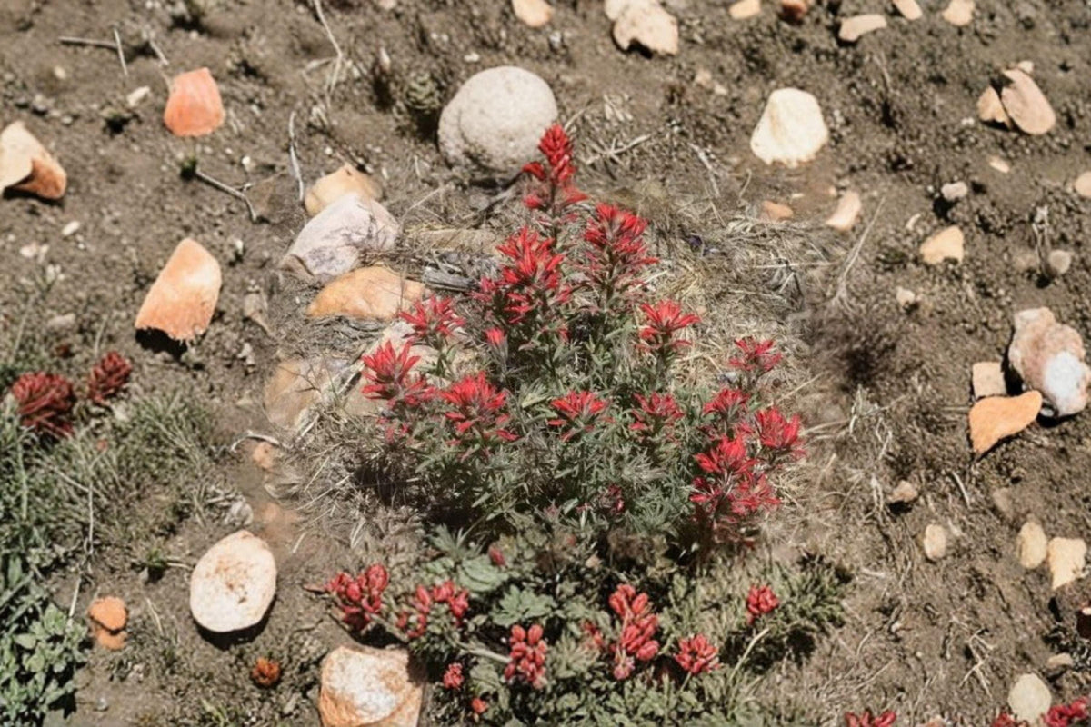 Castilleja Angustifolia Indian Paintbrush Seeds – 300 Native Prairie Wildflower Seeds for Pollinator Gardens