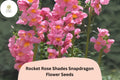 Antirrhinum majus Rocket Rose Shades Snapdragon Seeds – 1000+ Elegant Pink & Rose Blooms for Garden and Bouquets
