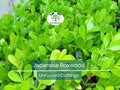 12 Japanese Boxwood Unrooted Cuttings | Buxus microphylla, Evergreen Hedge Shrub for Garden, Propagation Plant