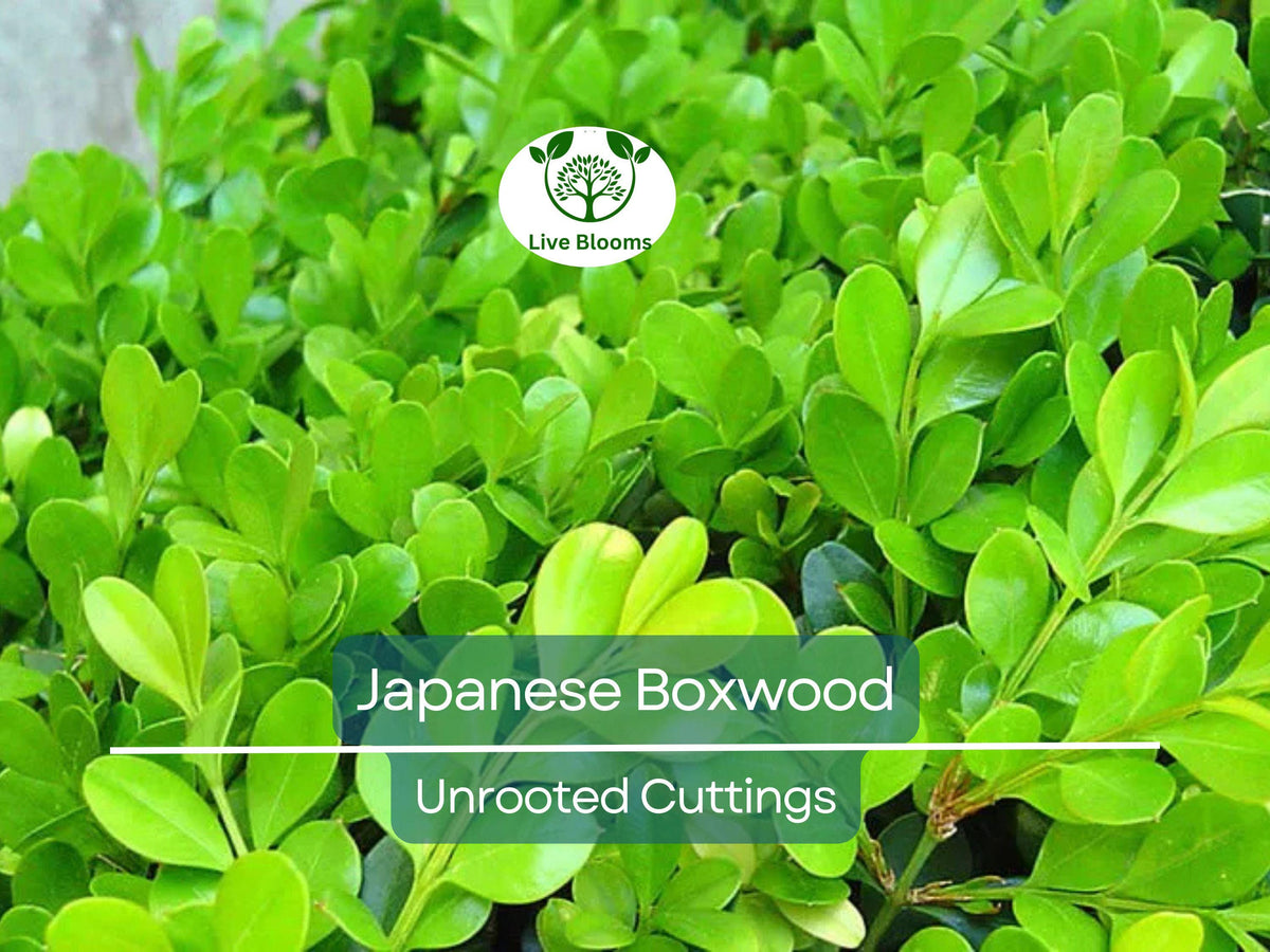 12 Japanese Boxwood Unrooted Cuttings | Buxus microphylla, Evergreen Hedge Shrub for Garden, Propagation Plant