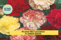 200+ Picotee Mix Carnation Seeds – Ruffled Bi-Color Blooms for Garden Planting, Fragrant Cut Flowers for Beds & Bouquets – USA