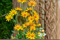 50 Helianthus maximiliani Maximilian Sunflower Seeds – Native Wildflower, Pollinator Plant, Tall Perennial