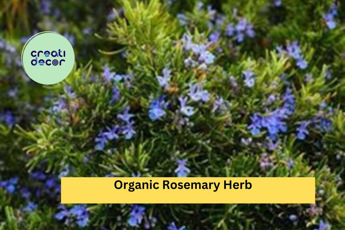 Organic Rosemary Live Cuttings – 12 Pack, Salvia rosmarinus Herb Starter Plants for Culinary & Ornamental Gardens