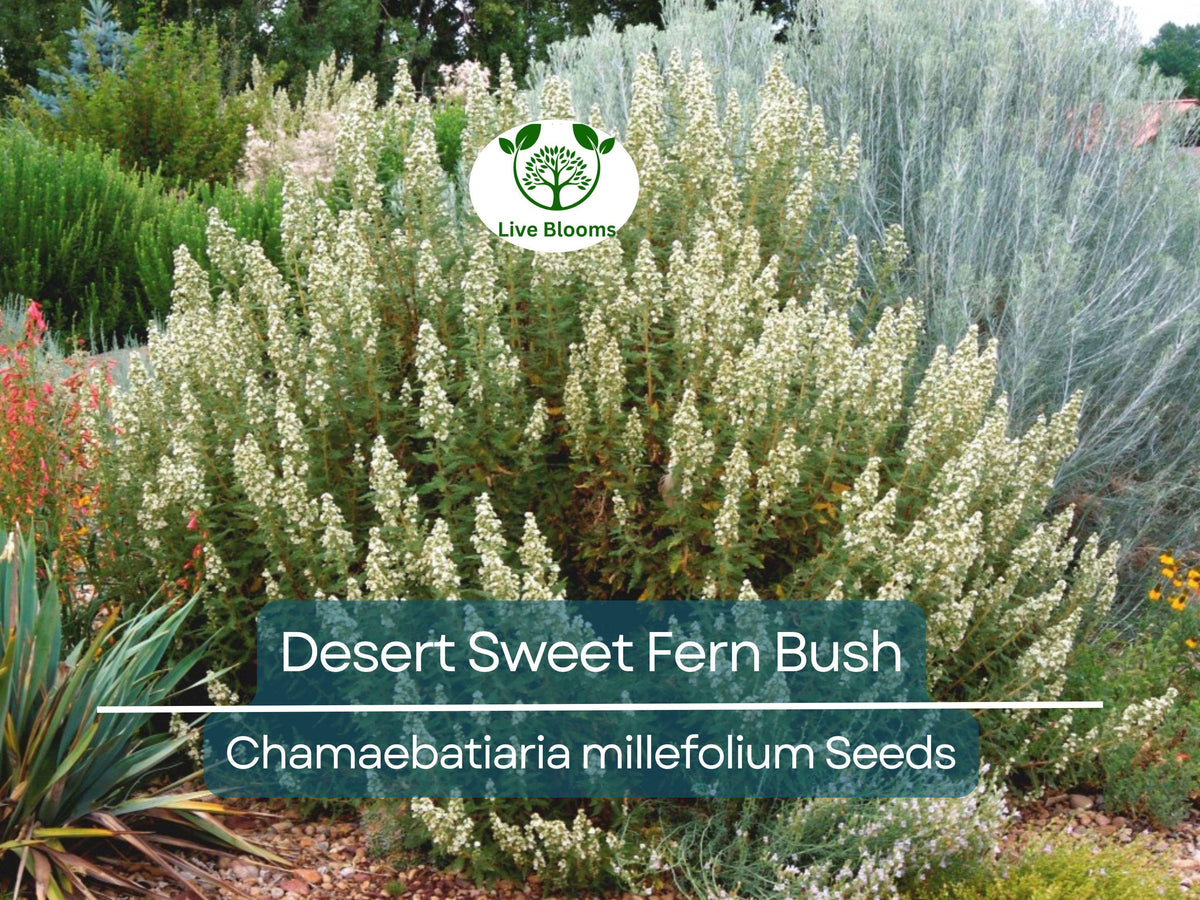 Desert Sweet Fern Bush Seeds, Drought Tolerant Native Shrub, Low Maintenance, Xeriscape, Pollinator Attractant, Chrysothamnus millefolium