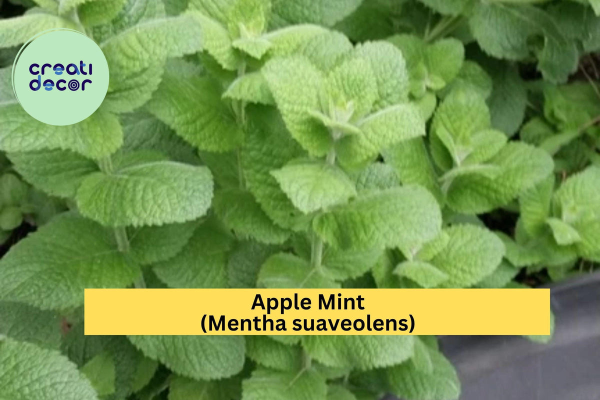 4 Hardy Apple Mint Plants – Mentha suaveolens Root Stock, Aromatic Green Herb for Garden, Perennial, Full Sun, Tennessee