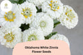 100+ Oklahoma White Zinnia Seeds – Pure White Blooms, Cut Flower Garden Annuals, Zinnia elegans