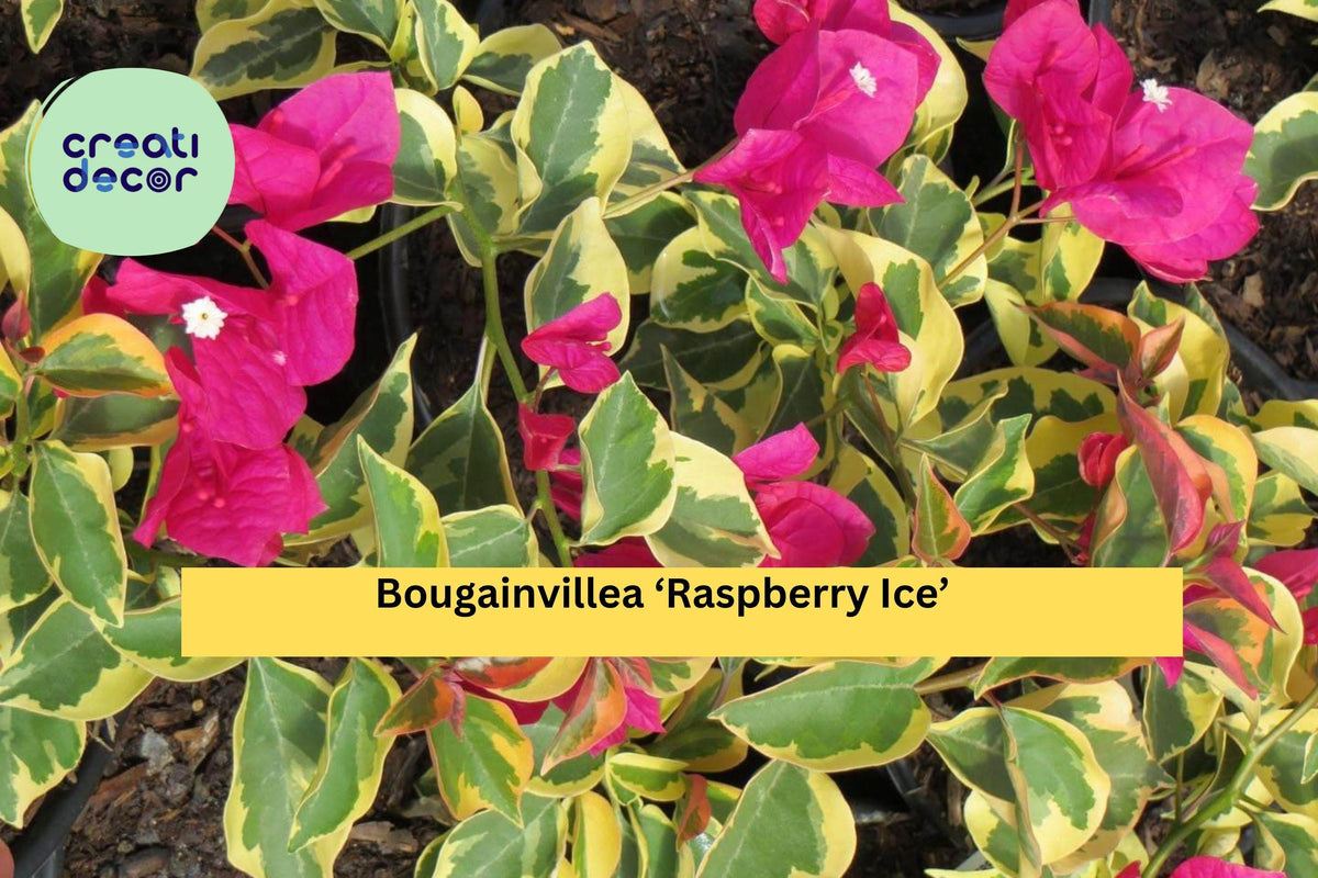 Bougainvillea ‘Raspberry Ice’ Live Plant – Rooted 3-Inch Pot, Variegated Foliage with Pink Bracts, Tropical Flowering Vine for Garden or Patio