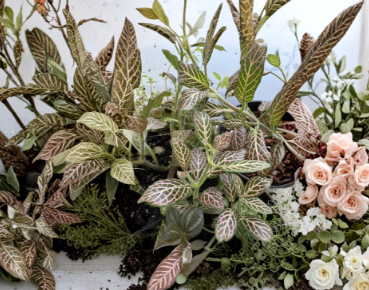 Pink Nerve Fittonia Live Plant Division – Indoor Houseplant with Pink Veined Spotted Foliage, Fittonia spp.