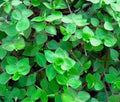 20 Unrooted Cuttings Dwarf Wandering Jew | Callisia repens Mini Trailing Plant