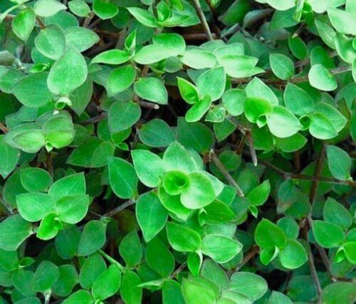 20 Unrooted Cuttings Dwarf Wandering Jew | Callisia repens Mini Trailing Plant