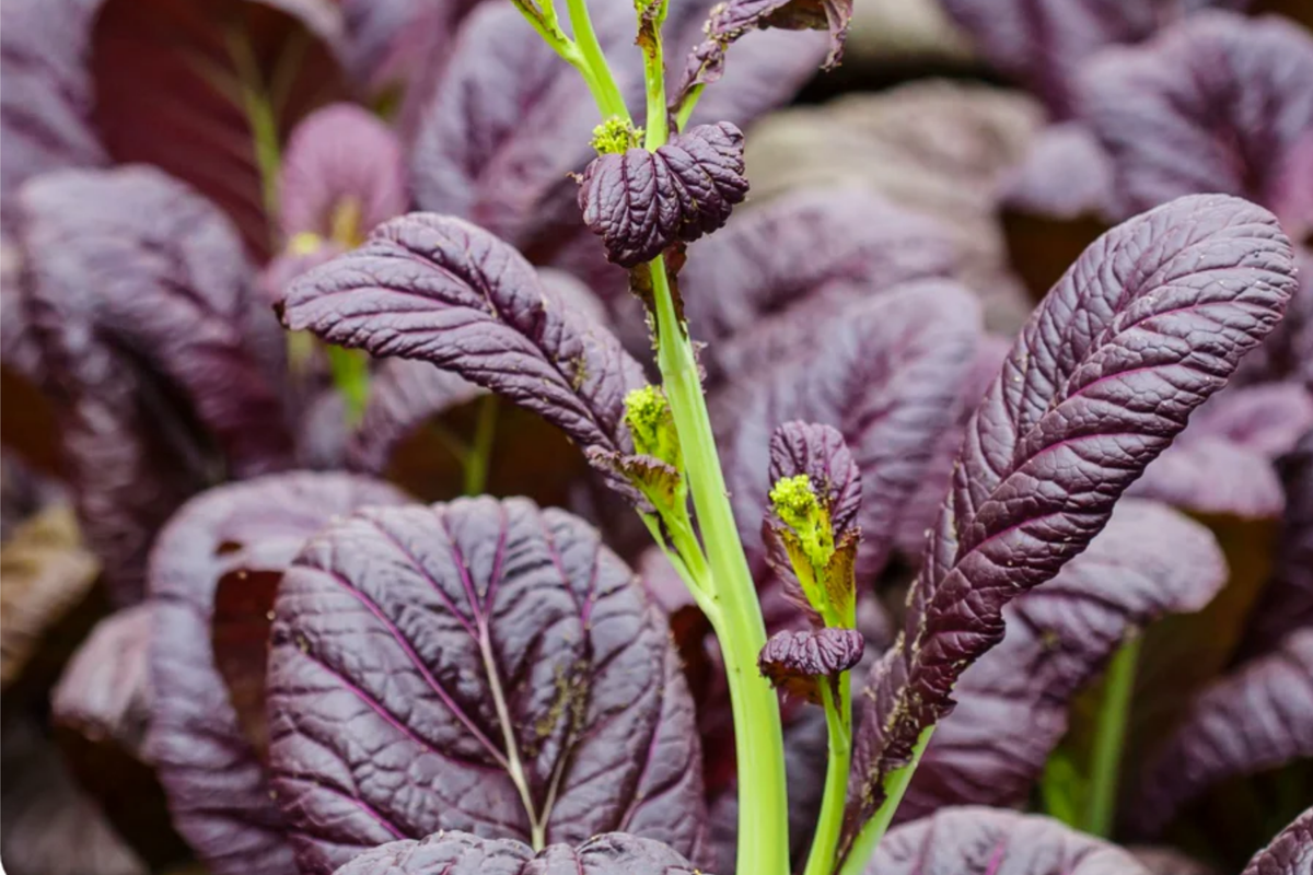 Mixed Greens Seeds | Mesclun Mix for Salad Greens | Arugula, Kale, Mizuna, Purple Osaka Mustard, Tatsoi | Brassica spp.