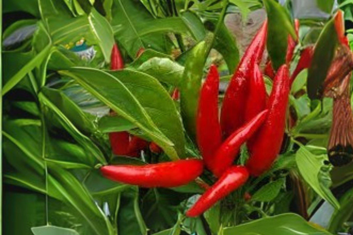Thai Garden Bird Hot Pepper Seeds – Heirloom Chili for Container & Garden, 30 Premium Capsicum annuum, Fiery 1-2 Inch Peppers