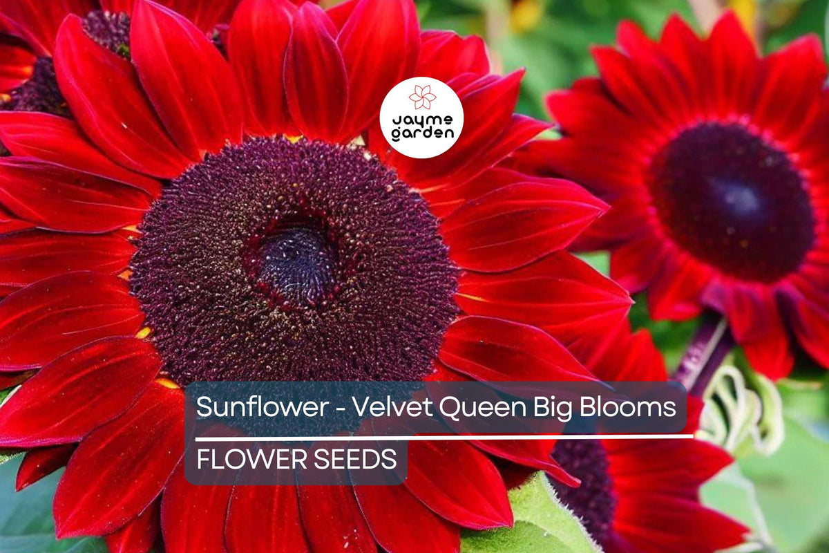 Velvet Queen Sunflower Seeds – Heirloom, Non-GMO, Big Red-Orange Blooms, Tall Sunflowers, Pollinator Friendly, Cut Flowers