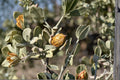 Jojoba Seeds Simmondsia chinensis Drought Tolerant Evergreen Shrub for Xeriscaping and Natural Products