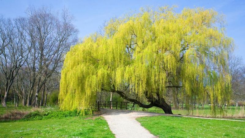 Gold Weeping Willow Tree Cuttings – 8-12” Unrooted Stems for Landscaping, Bonsai, Water Garden, Shade Tree, Salix babylonica