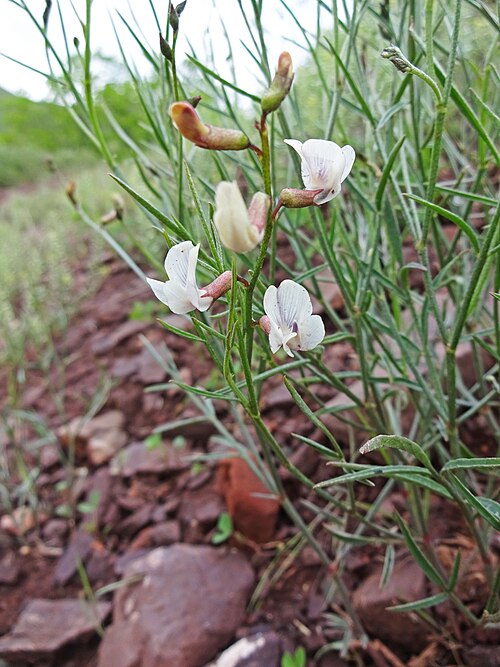 Astragalus convallarius Seeds – Whisk Broom Milkvetch Wildflower, 15 Non-GMO Perennial Seeds for Native Pollinator Gardens
