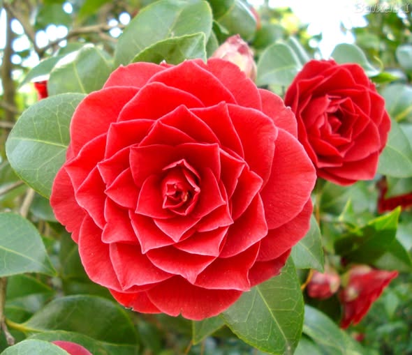 Super Rare Middlemist Red Camellia Cuttings – 3 Unrooted Propagation, Camellia japonica, Rose-Red Blooms