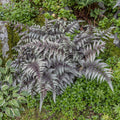 Live Japanese Painted Fern - Athyrium Niponicum - Silver Foliage Perennial Shade Plant in 1 Pint Pot