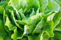 Butterhead Lettuce Seeds, Kagraner Sommer Variety, Non-GMO, Lactuca sativa, Summer Salad Greens, Garden & Container Growing