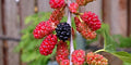 Red Mulberry Tree – Morus rubra – Bare Root Full-Size Native Fruit Tree for Wildlife, Shade & Edible Berries