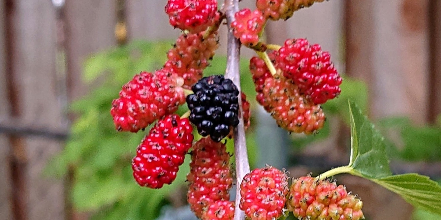 Red Mulberry Tree – Morus rubra – Bare Root Full-Size Native Fruit Tree for Wildlife, Shade & Edible Berries