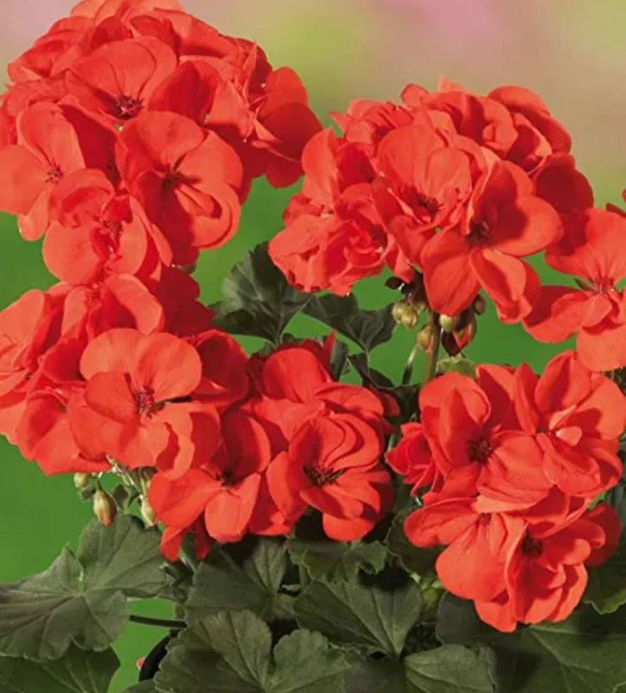 Orange Red Zonal Geranium Cuttings 6-Inch Live Plants Pelargonium hortorum for Gardens & Containers