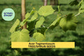 Acer tegmentosum Seeds – Manchurian Stripe-Bark Maple, Ornamental Tree for Garden, Fall Foliage, Cold-Hardy, 3 Packs of 10 Seeds