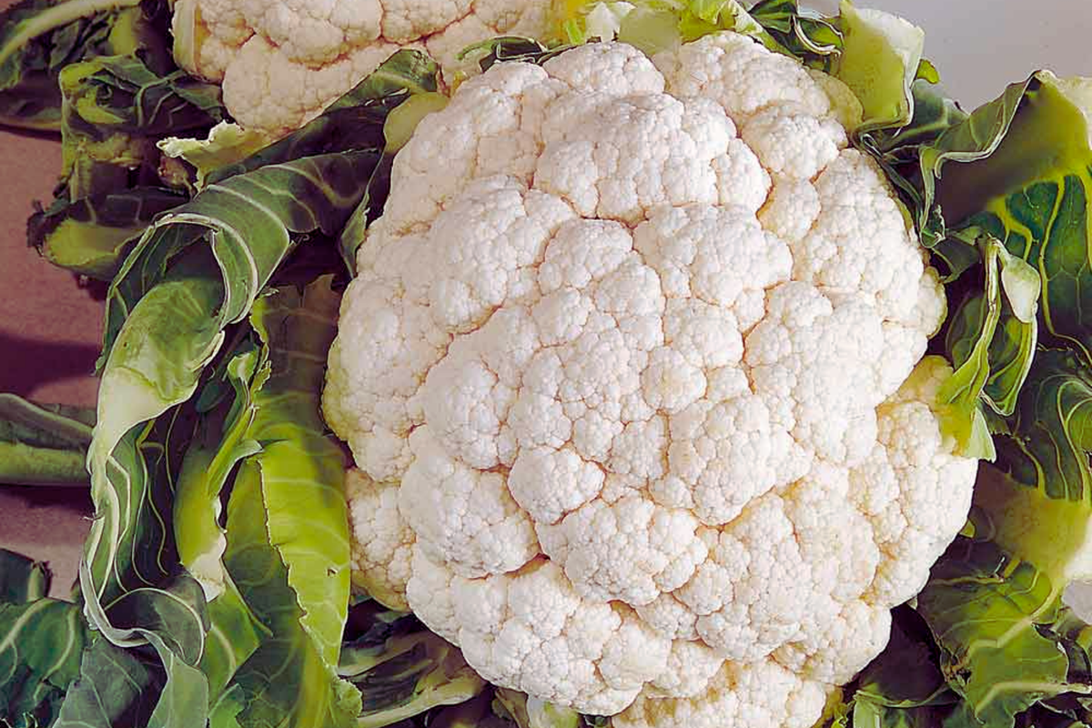 Cauliflower Seeds - Snowball Y Improved - White Variety - Brassica oleracea - Compact, Upright Plant