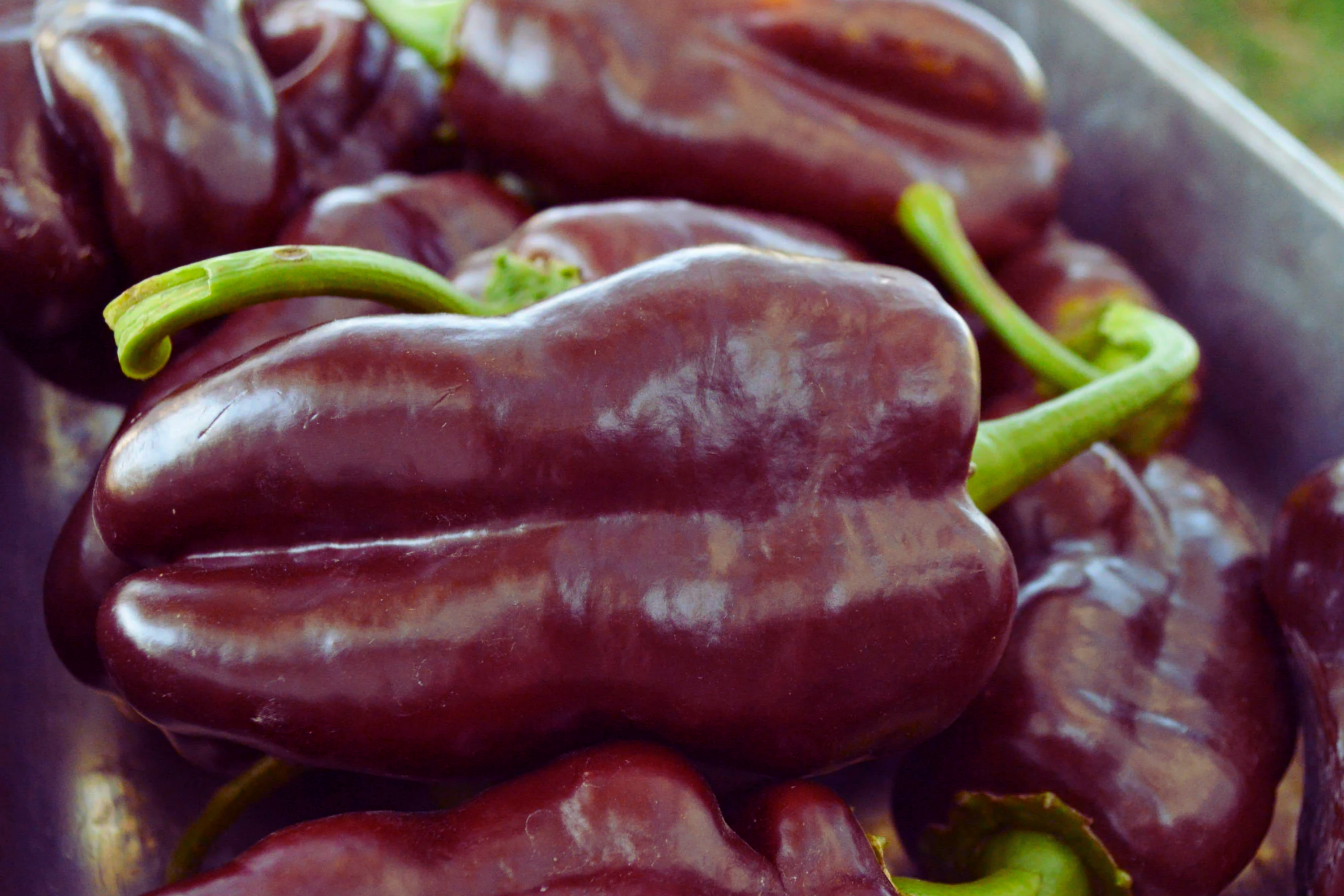 Sweet Chocolate Bell Pepper Seeds | Heirloom Capsicum annuum | Chocolate Beauty Variety for Containers & Garden