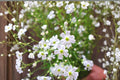 Baby’s Breath Seeds 300mg Gypsophila elegans Covent Garden White Annual Flowers for Gardens & Bouquets